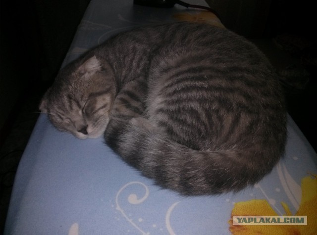 С Котовторником!