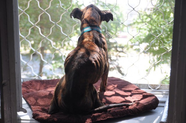 История спасения собаки