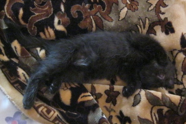 Котовторник 05.08.2014