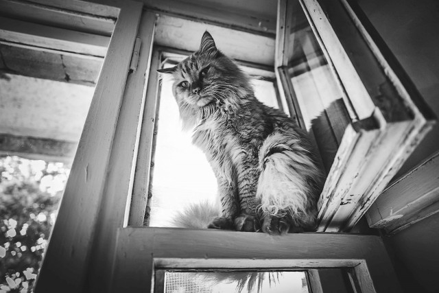 Котовторник 12.08.2014