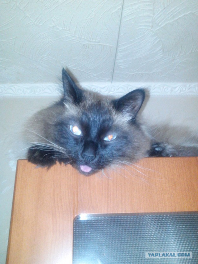 Котовторник 23.09.2014.
