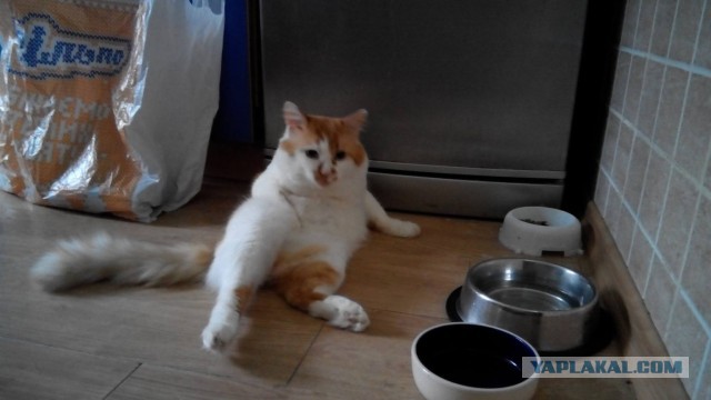 Котовторник