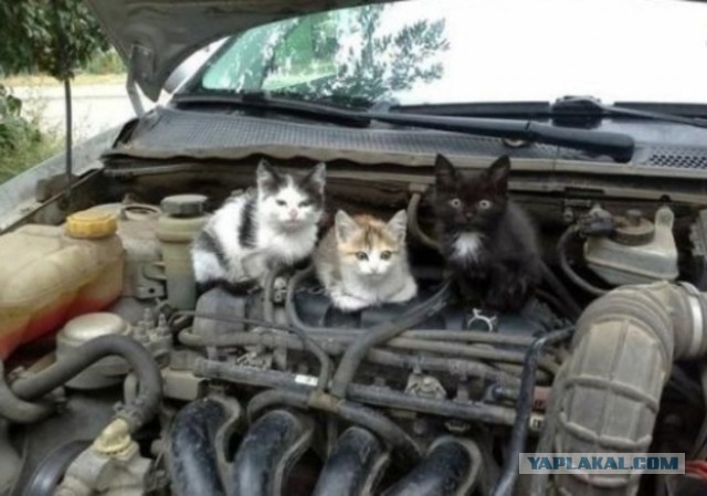 Склад беличьих запасов в двигателе автомобиля
