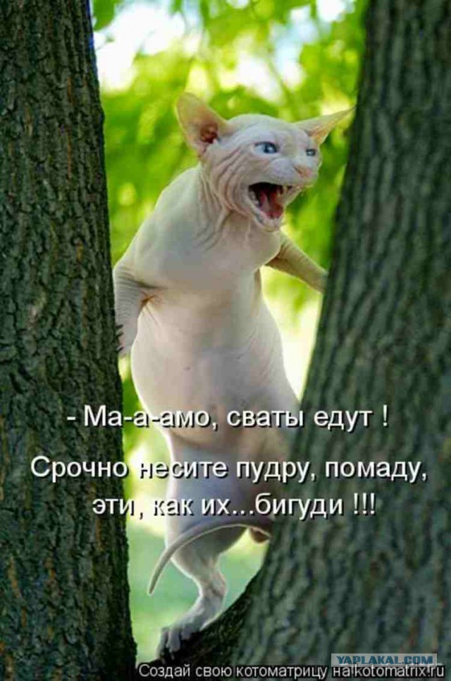 25 котофотоприколов.