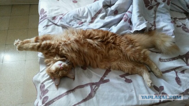 Котовторник