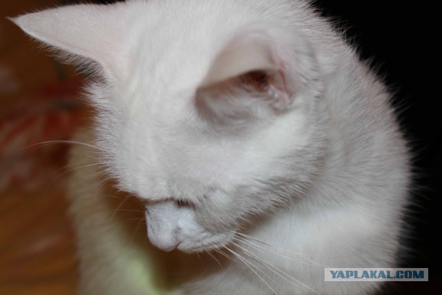 Котовторник 14.07.2015