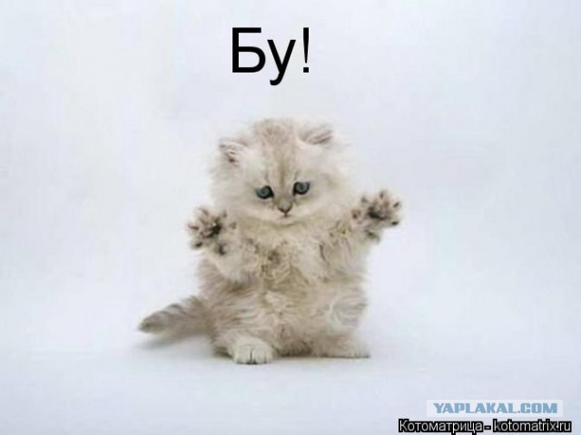 Обидеть котенка может каждый...