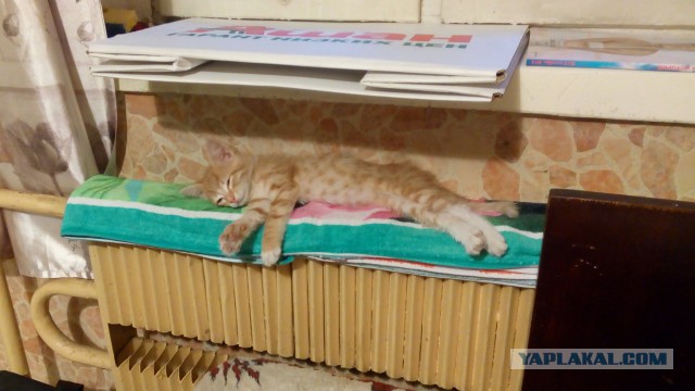 В тему котовторника. Бой рыжего бесенка со смертью
