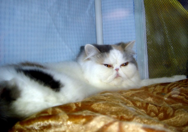 Киски в клетке