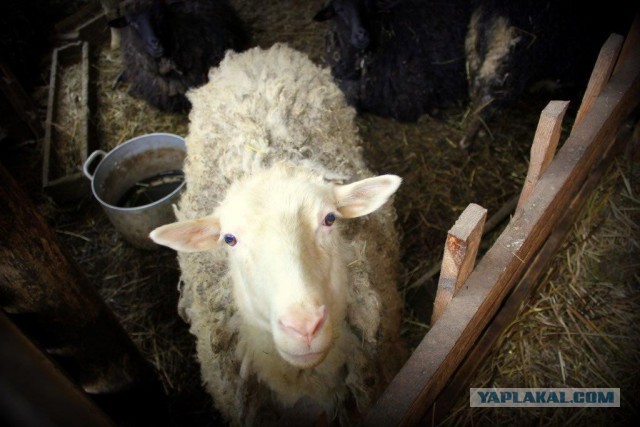 Сельскохозяйственный эксперимент ч. 7