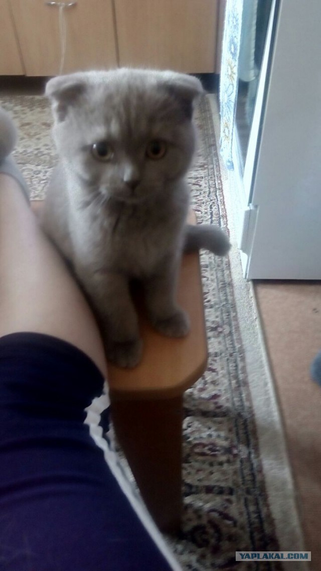 Котовторник 07.06.2016