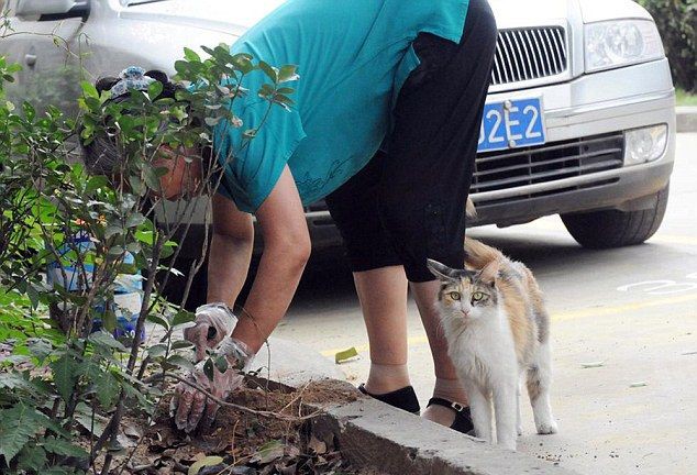 Кошка пытается оживить своих зверски убитых котят