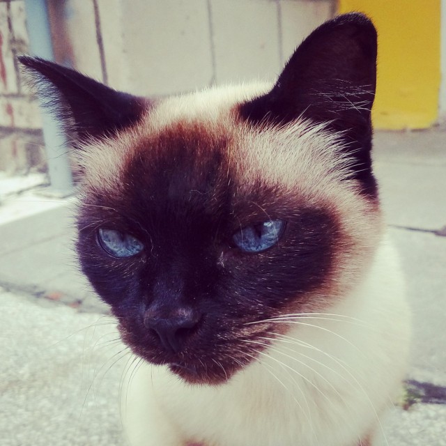Ваши фотки котов на телефон
