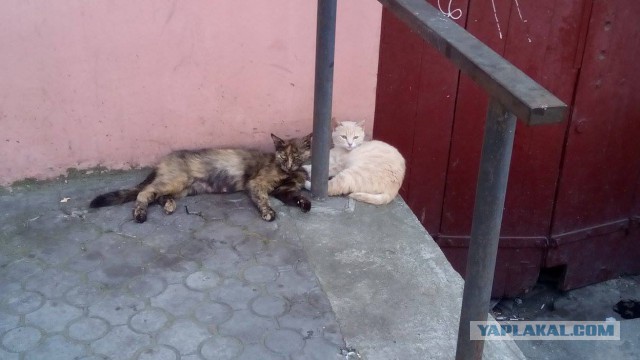 Котовторник 26.07 2016