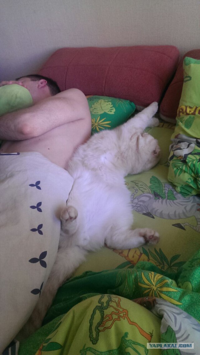 Смелые ЯПовцы.