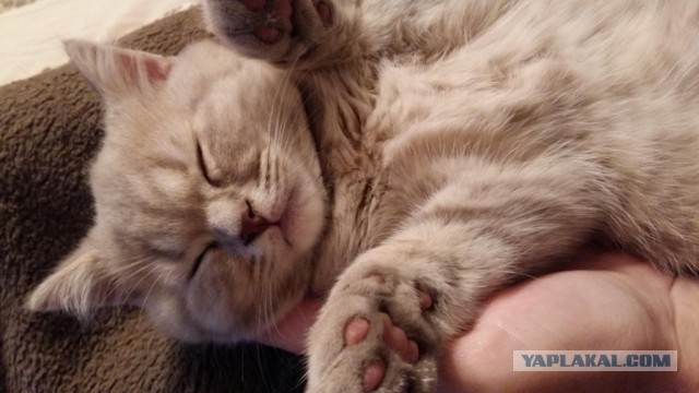 Котовторник 25.10. 2016