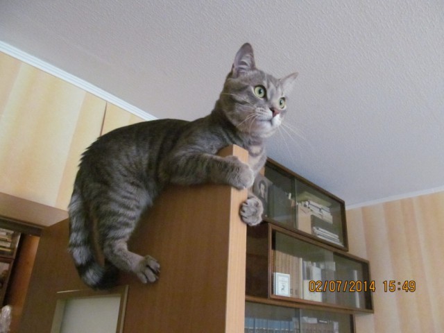 Коты из сети