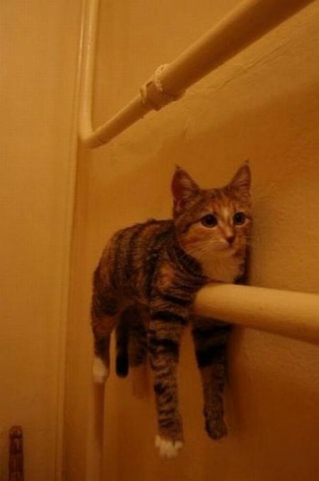 Коты из сети