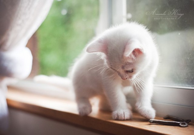 Коты из сети