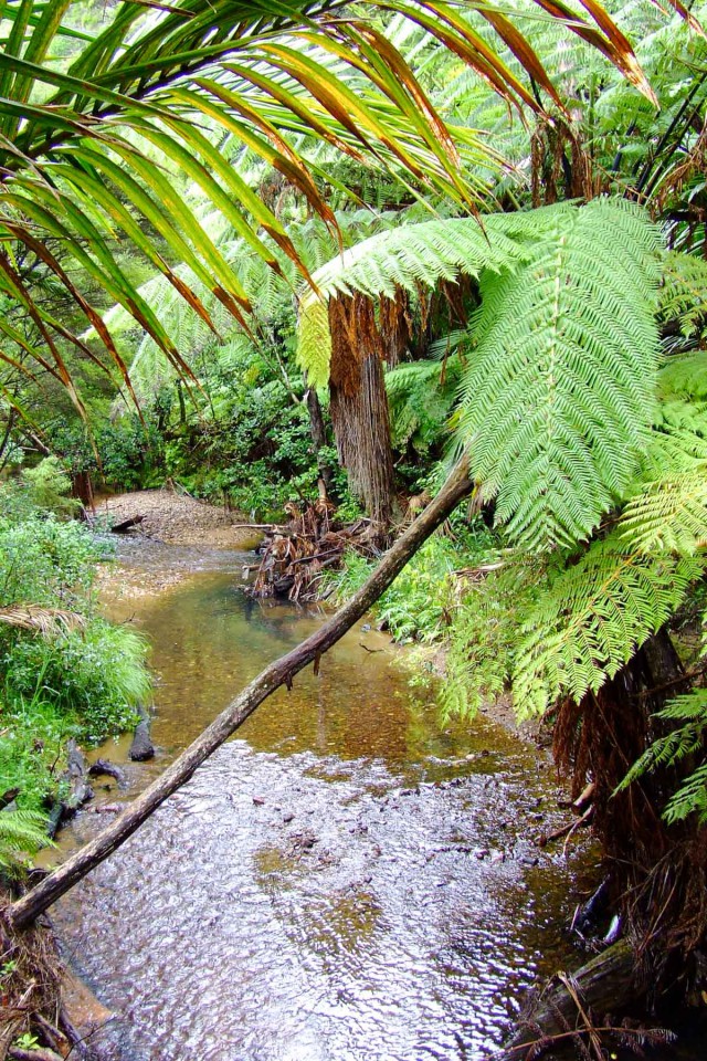 Great Barrier Island. Новая Зеландия.