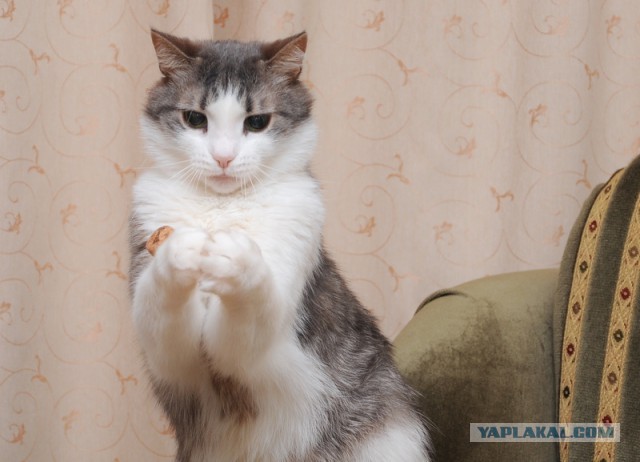 Котовторник  14.02.2017