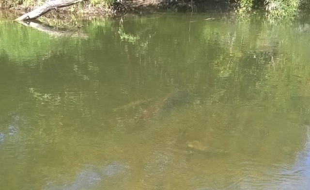 Тоска по лету и жидкой воде