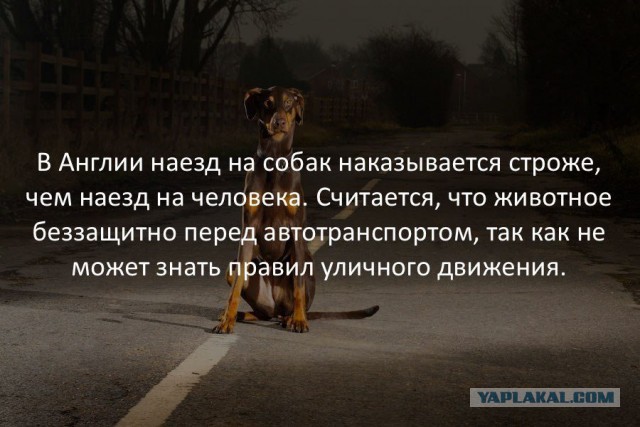 Смешные комментарии из социальных сетей 22.02.2017