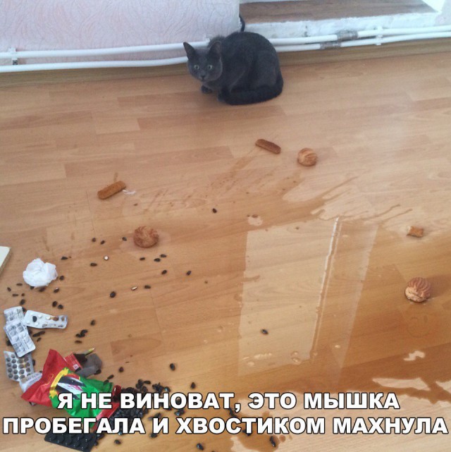 Коты и Кошки