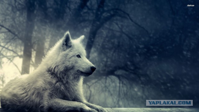Динь. История одной волчицы