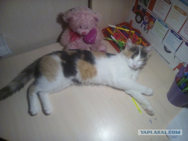Котовторник 12.12.2017