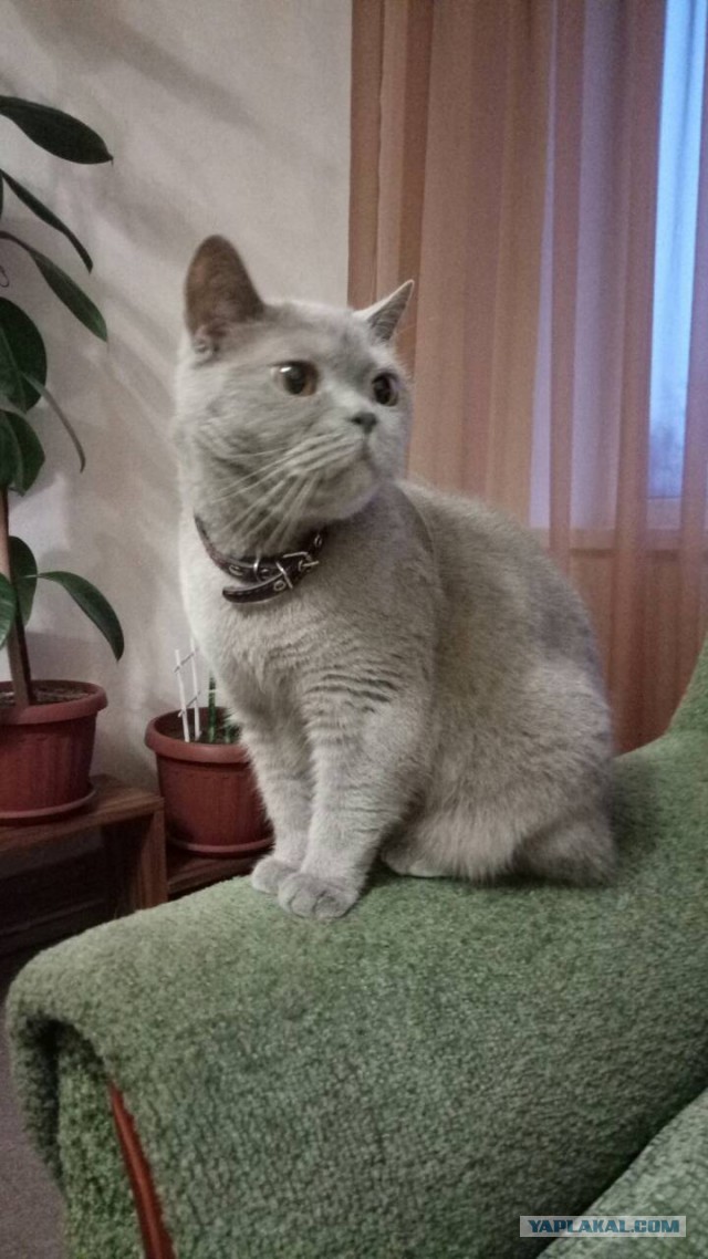 Котовторник 27.02.2018 наступил!