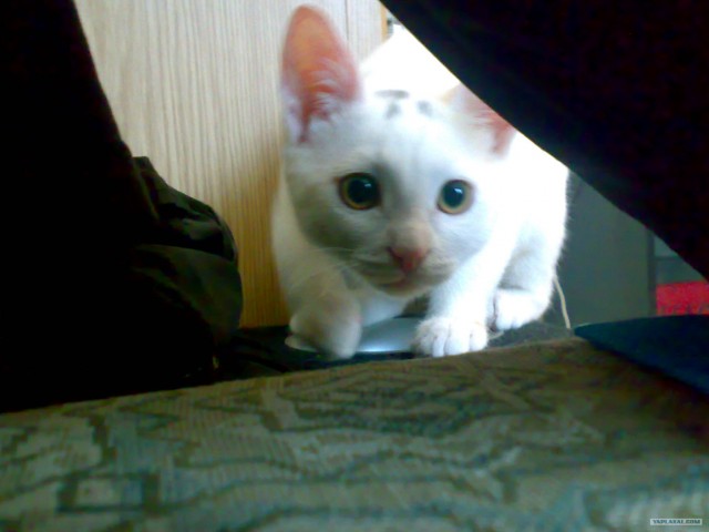 Котовторник на 24 августа