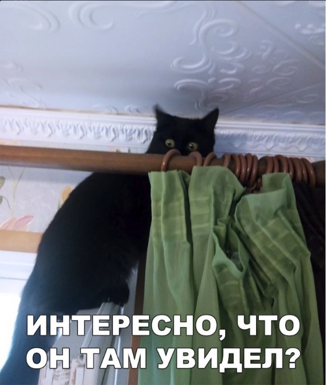 Забавные фото котеек