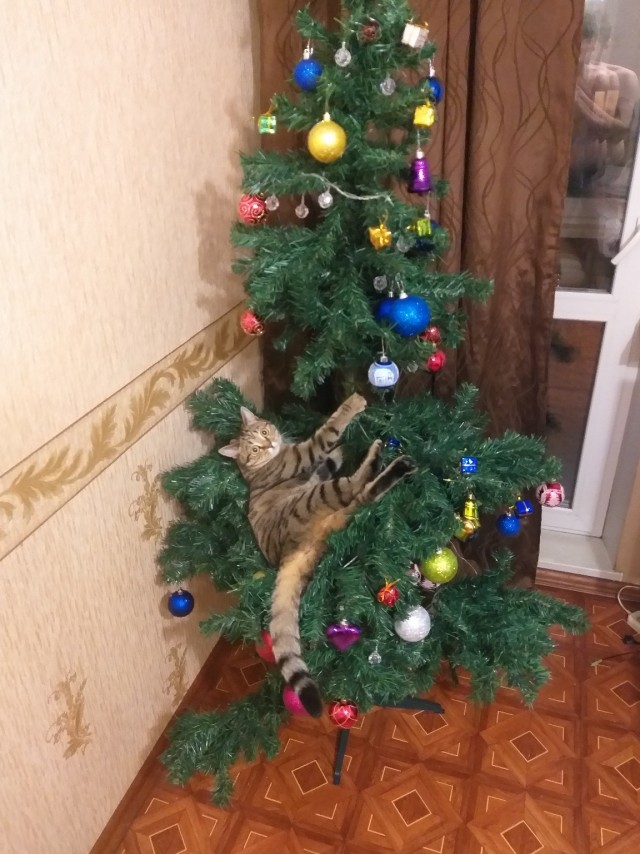 Забавные картинки с котами из сети