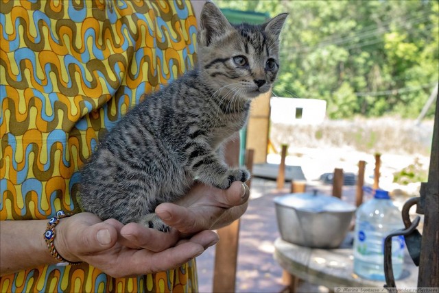 Котэ авиационные три штуки! Самовывоз из Орешково