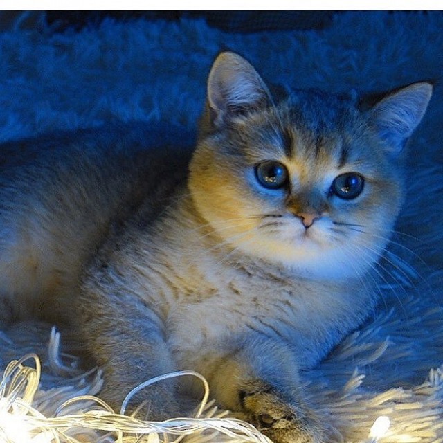 Эти забавные животные