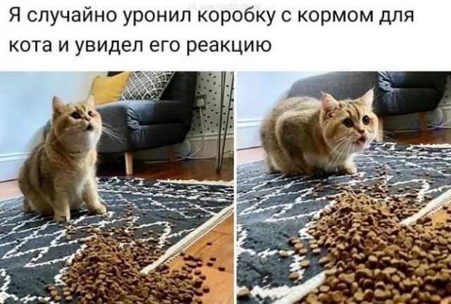 В завершение котовторника.