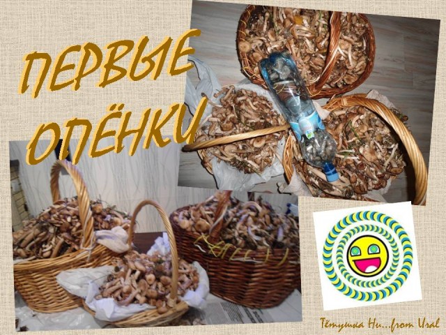Грибы лисички