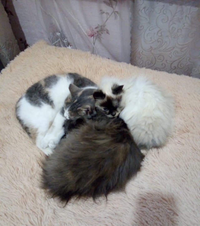 Вторник. Котэ. Пора