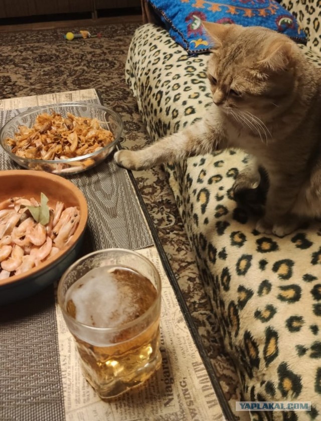 Господа и дамы ЯПа! Котовторник у нас начался! Отойдите от политоты и давайте котиков побольше!