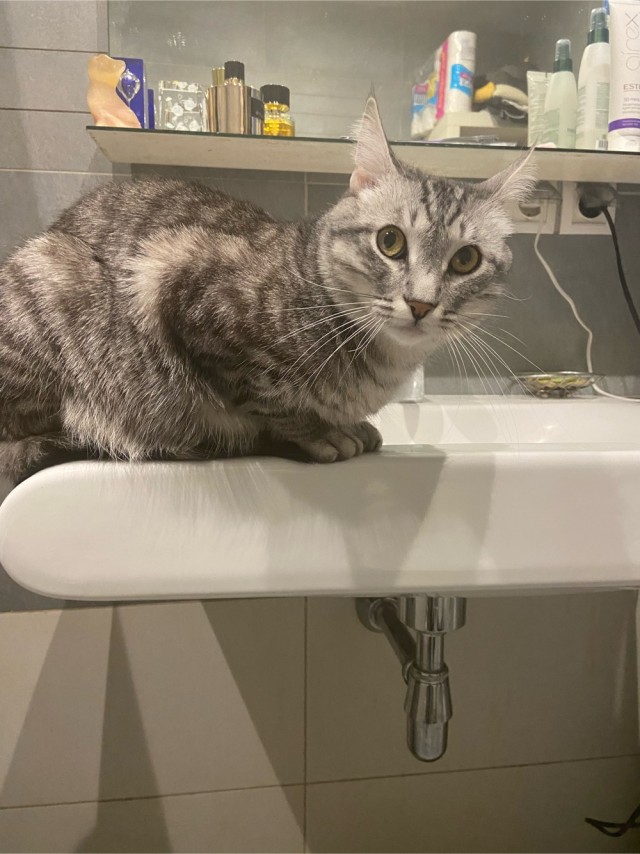 Котовторник ведь начался!