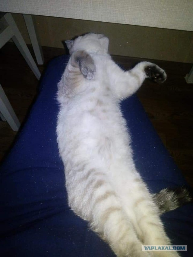 Кот д’Ивуар