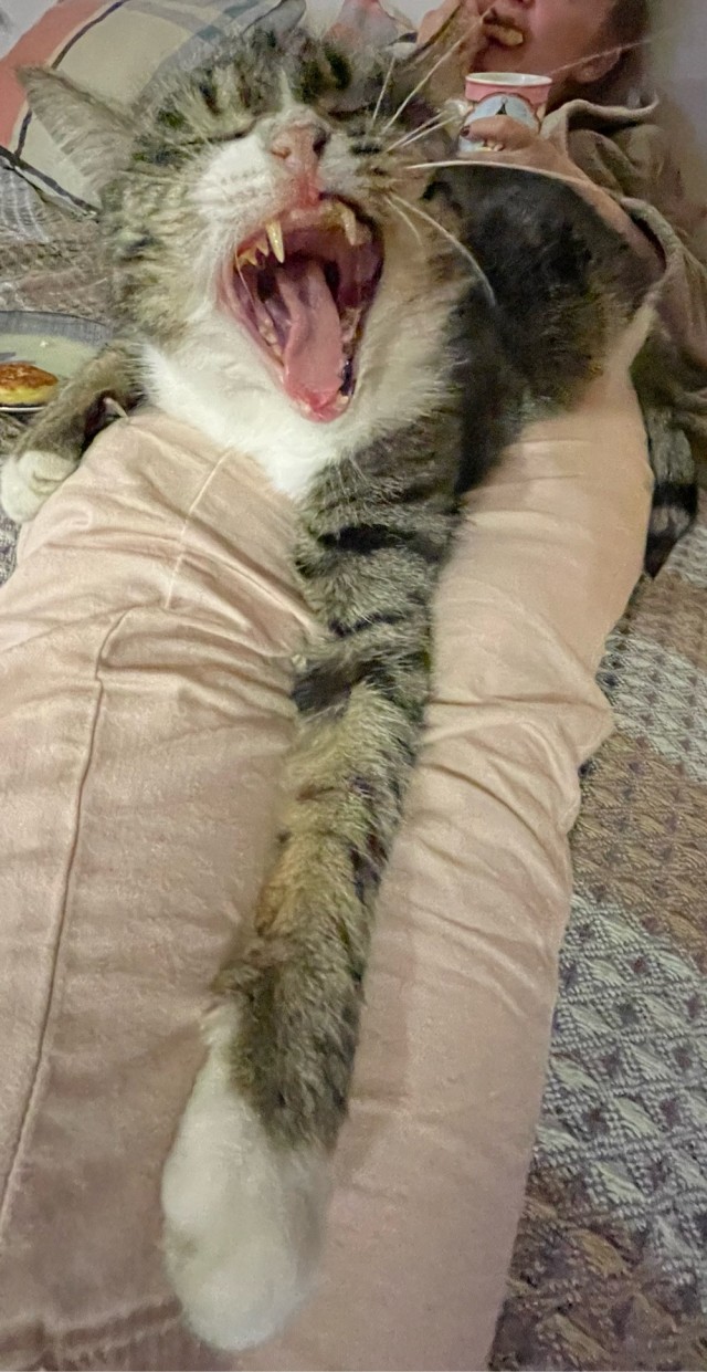 Котовторник. Королева помойки