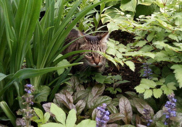 Начну котовторник чуть раньше!