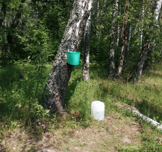 Третий день в лесу