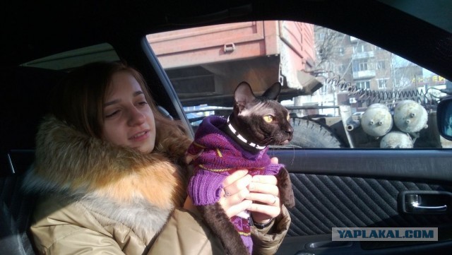 Котовторник 16.04.2013
