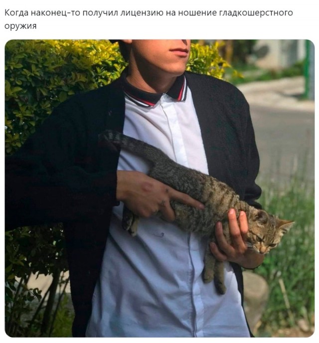Котокартинки