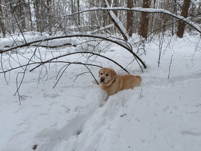 Собакочетверг