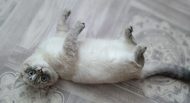 Котовторник 09.04.24