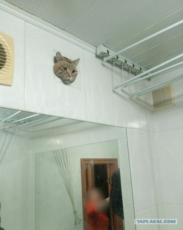 История, к счастью, с хорошим концом: в Уфе спасли котика, попавшего в вентиляцию